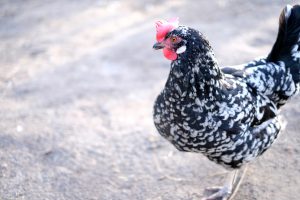 Huhn auf Bauernhof